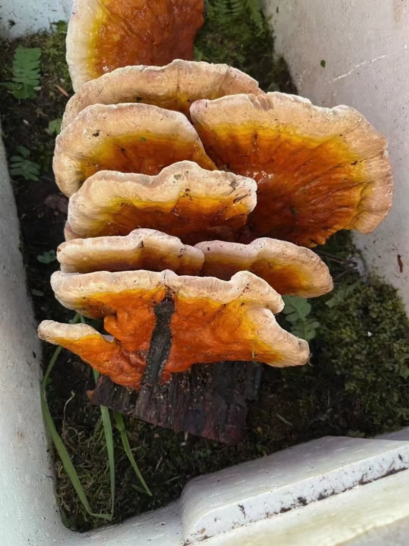 长白山新鲜灵芝
