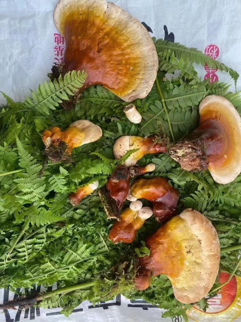 长白山新鲜灵芝