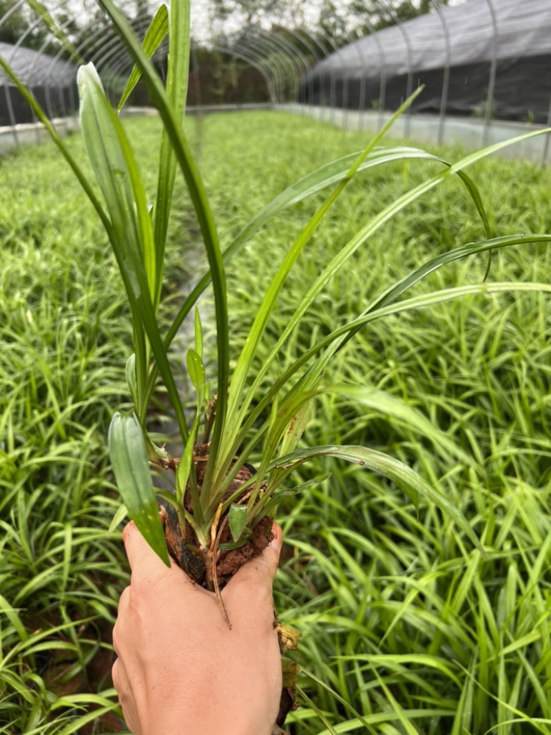 吉祥草，吉祥草大量种植销售，吉祥草一手货源