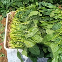 绿杆大叶菠菜