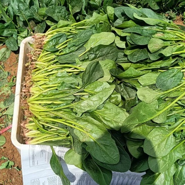 绿杆大叶菠菜