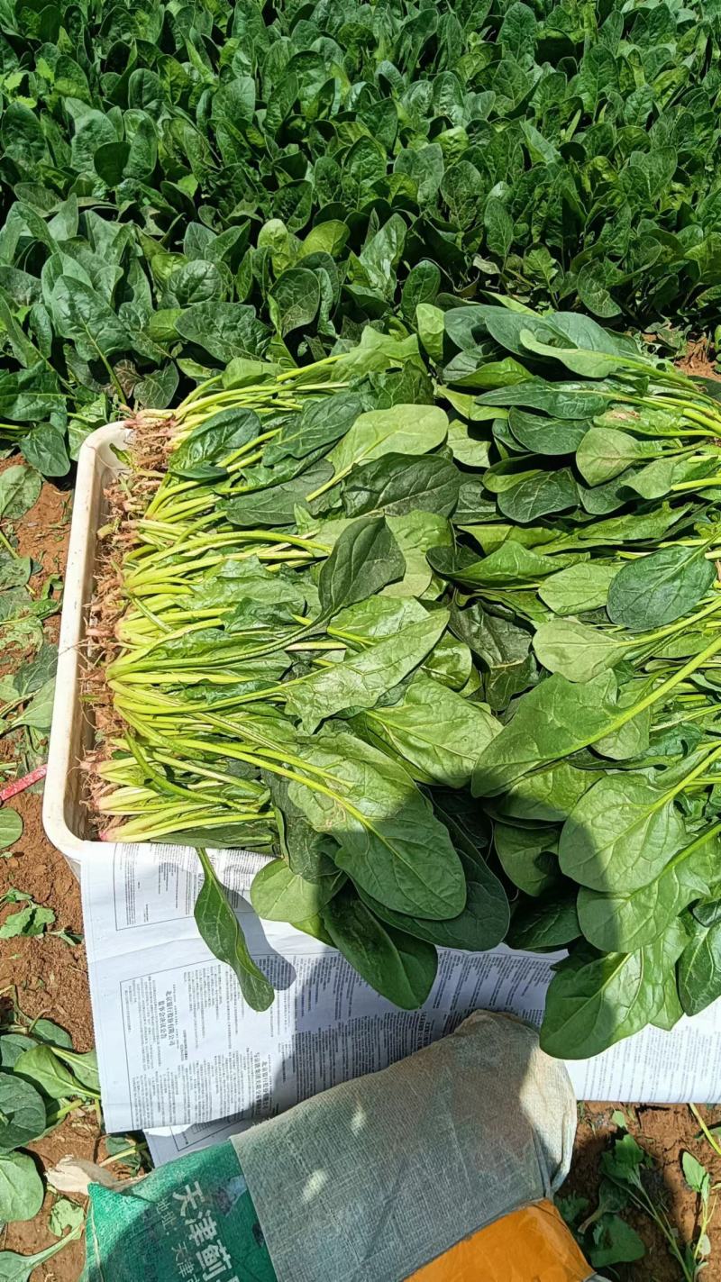绿杆大叶菠菜