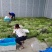 甘肃陇南成县四季豆，无筋豆
