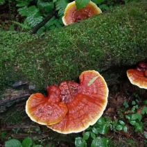 长白山新鲜灵芝