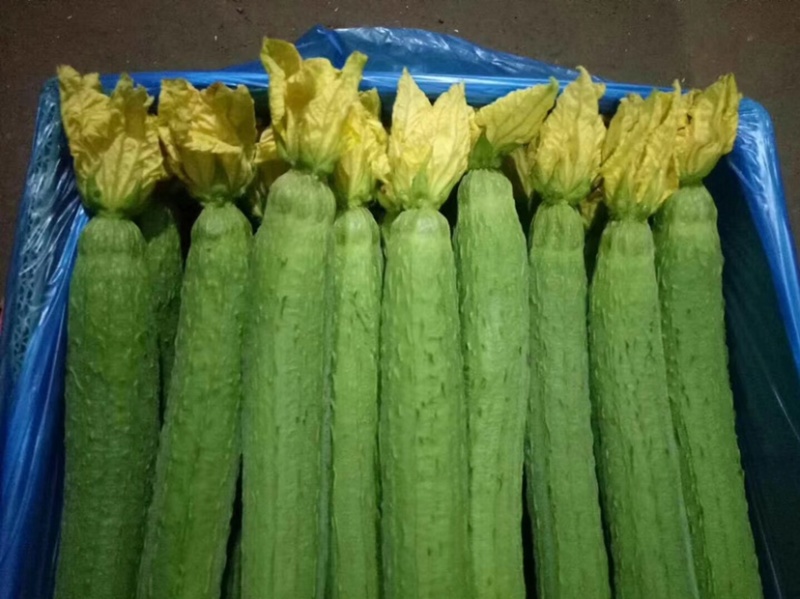鲜花长丝瓜