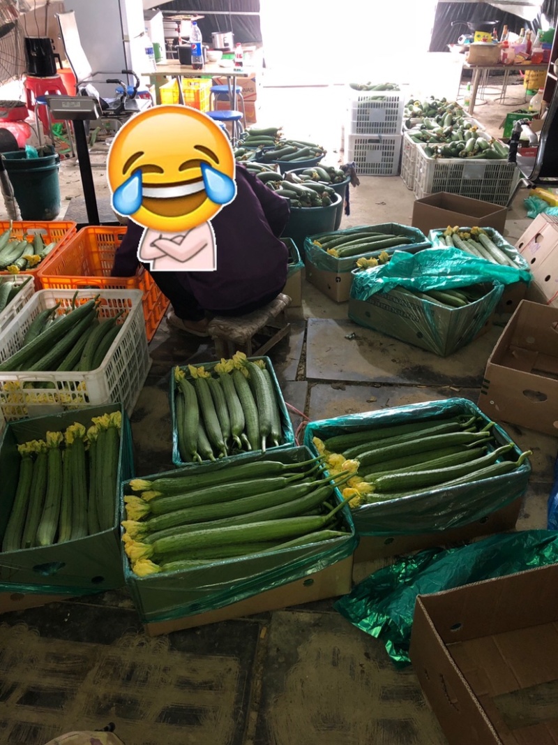 鲜花长丝瓜