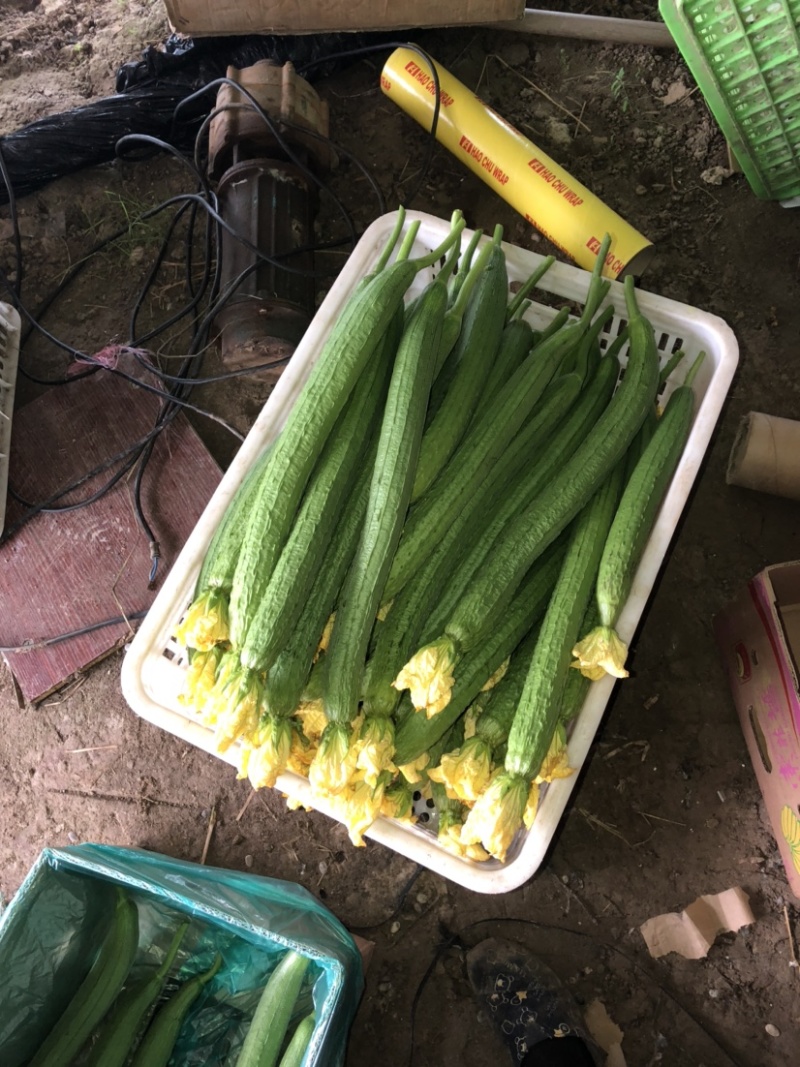 鲜花长丝瓜