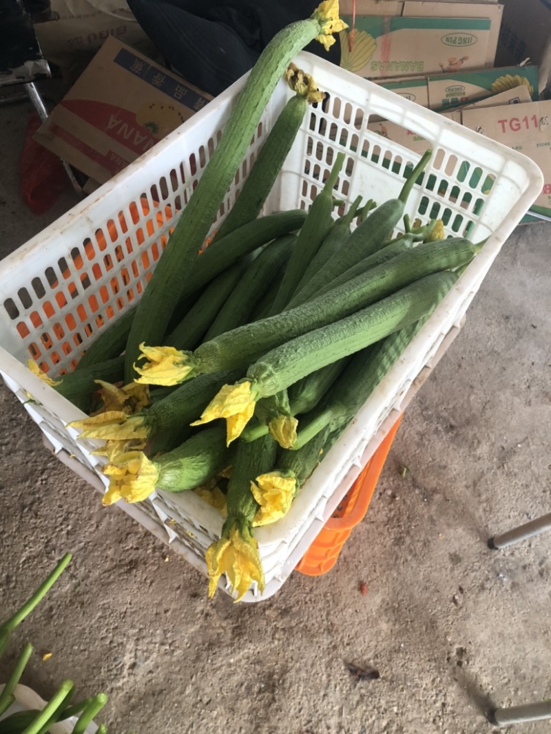 鲜花长丝瓜