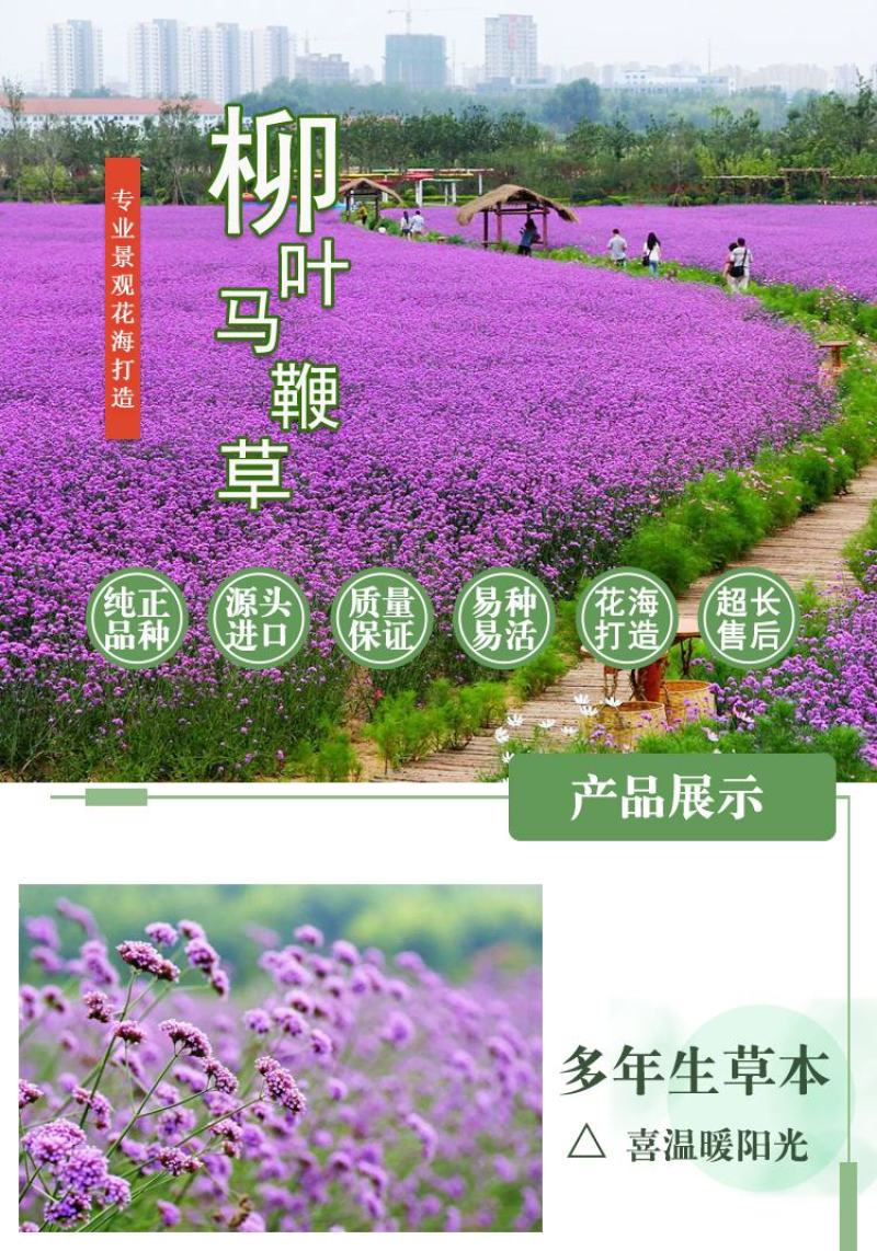 柳叶马鞭草种子紫色蓝色多年生宿根花卉景观花海工程耐寒四季