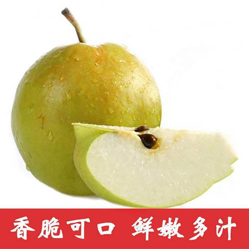 河北新梨七号，产地直销口感超甜专业梨果代办，欢迎咨询