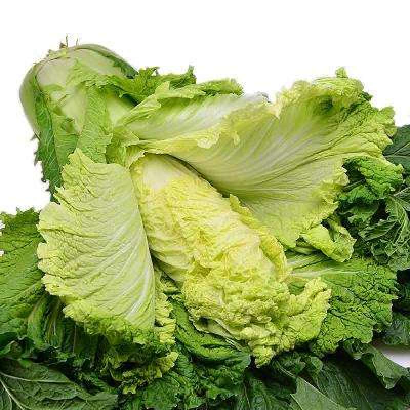天津青麻叶大白菜种子高产抗病直筒包心春秋播绍菜青口大白菜