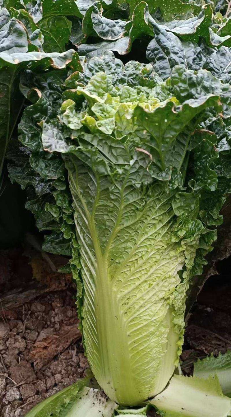 天津青麻叶大白菜种子高产抗病直筒包心春秋播绍菜青口大白菜