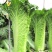 天津青麻叶大白菜种子高产抗病直筒包心春秋播绍菜青口大白菜