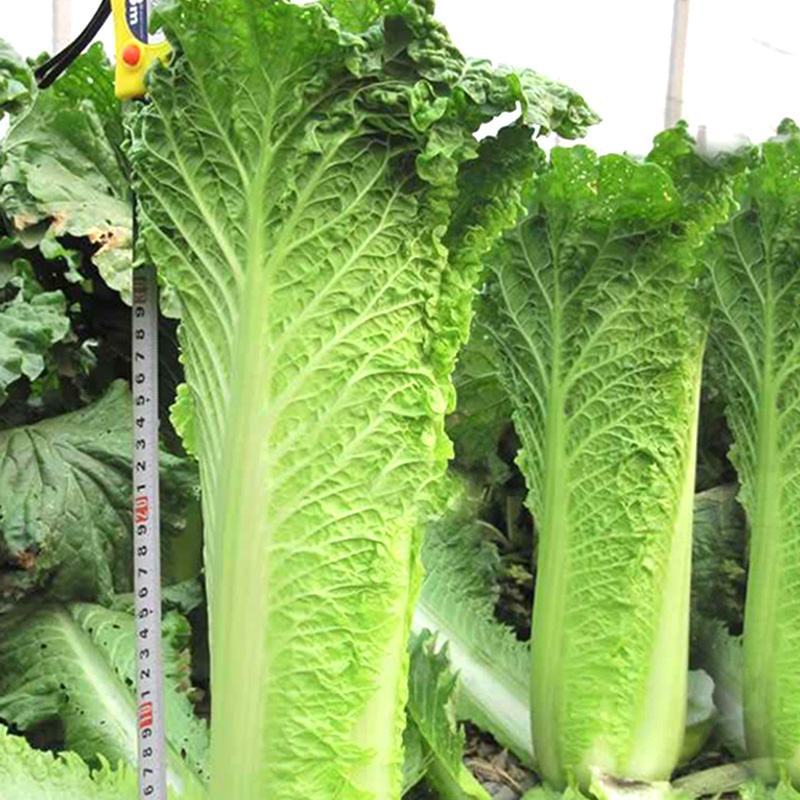 天津青麻叶大白菜种子高产抗病直筒包心春秋播绍菜青口大白菜
