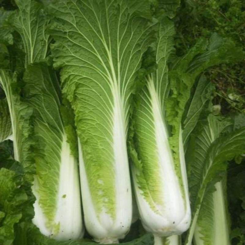 天津青麻叶大白菜种子高产抗病直筒包心春秋播绍菜青口大白菜