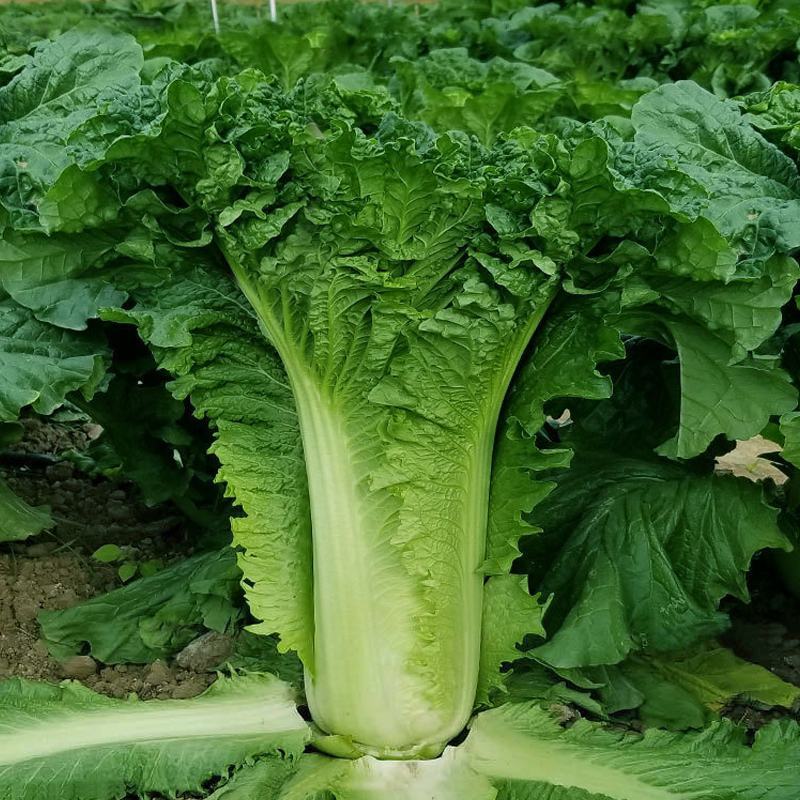 天津青麻叶大白菜种子高产抗病直筒包心春秋播绍菜青口大白菜