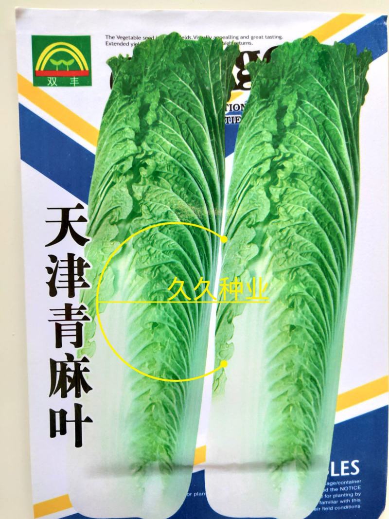 天津青麻叶大白菜种子高产抗病直筒包心春秋播绍菜青口大白菜