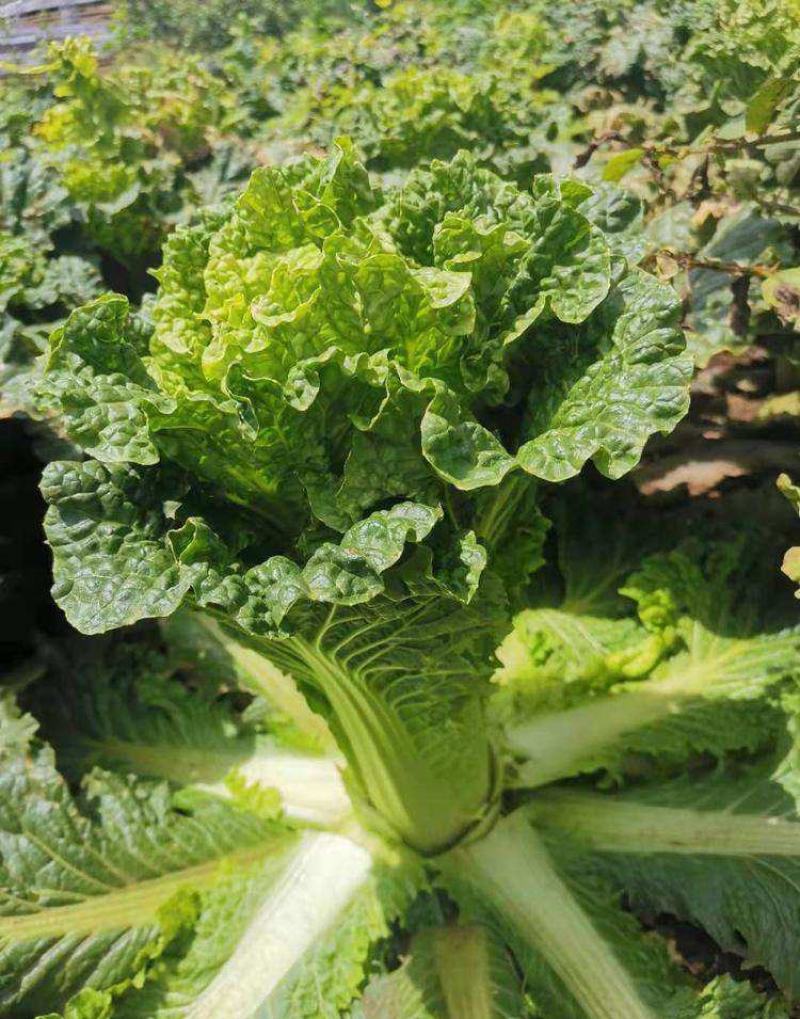 天津青麻叶大白菜种子高产抗病直筒包心春秋播绍菜青口大白菜