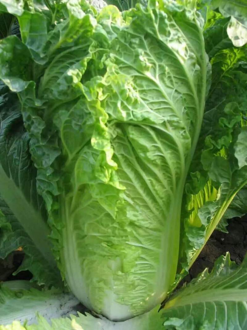 天津青麻叶大白菜种子高产抗病直筒包心春秋播绍菜青口大白菜