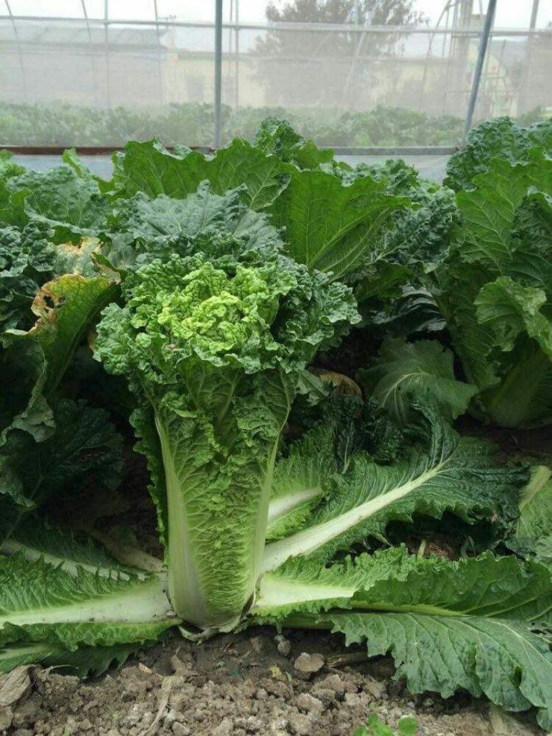 天津青麻叶大白菜种子高产抗病直筒包心春秋播绍菜青口大白菜