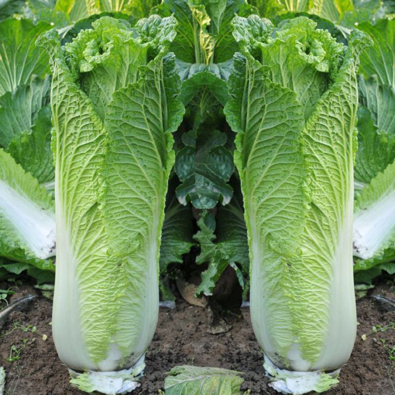 天津青麻叶大白菜种子高产抗病直筒包心春秋播绍菜青口大白菜