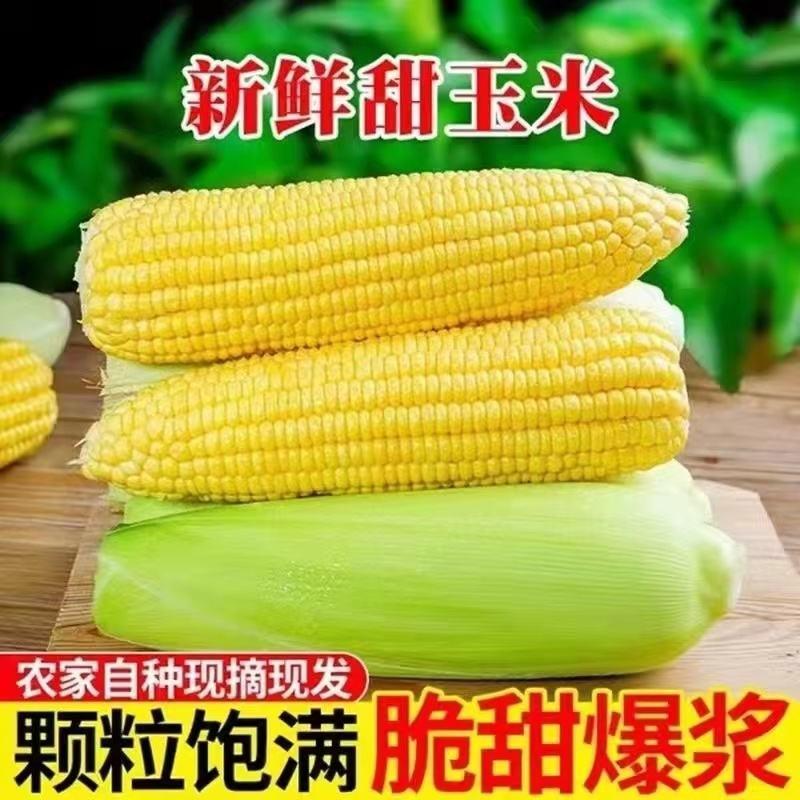 精品糯玉米玉米产地直销看货论价保质保量