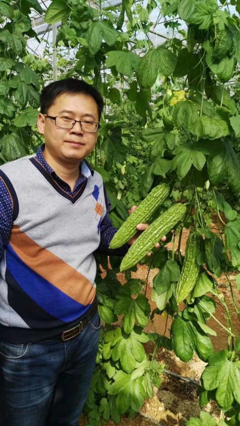泰国绿苦瓜种子瓜色亮绿条顺直匀称连续结果力强囗感好进口品