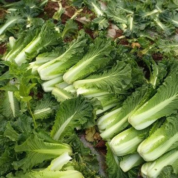 黄心白菜