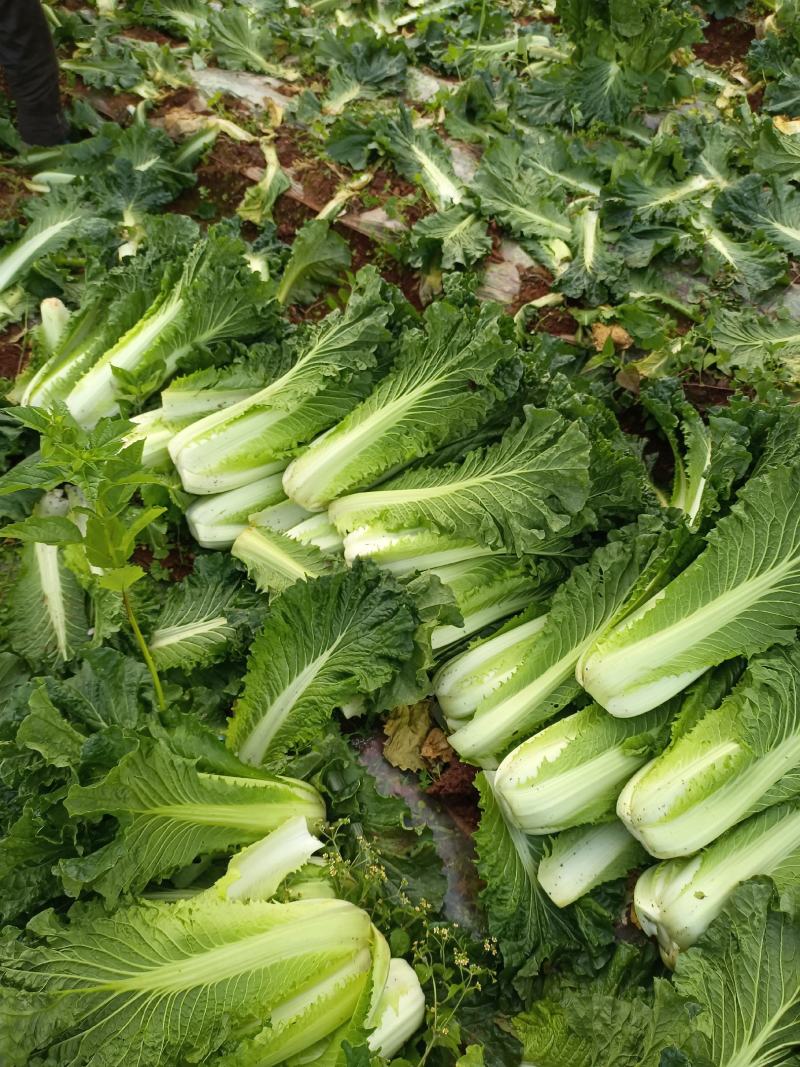 黄心白菜