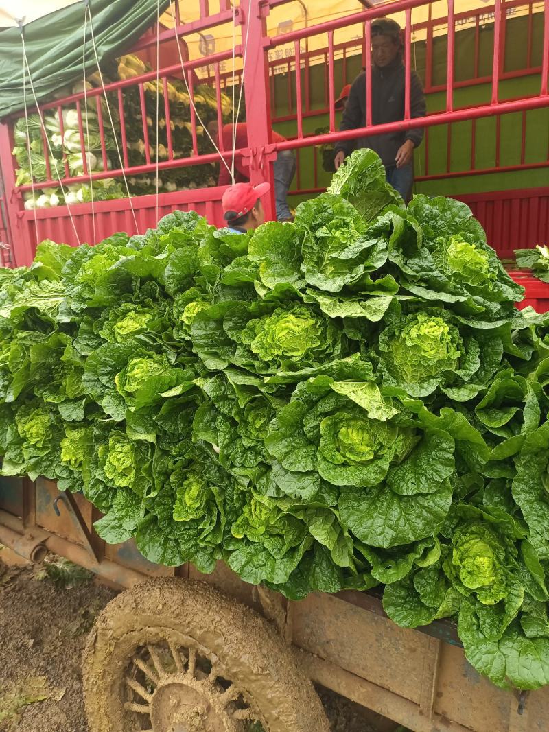 黄心白菜