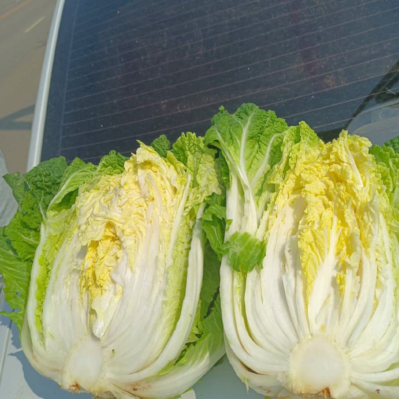 黄心白菜