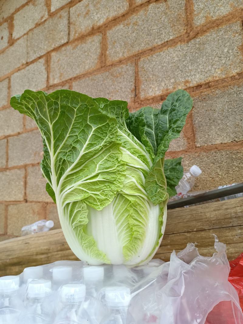黄心白菜