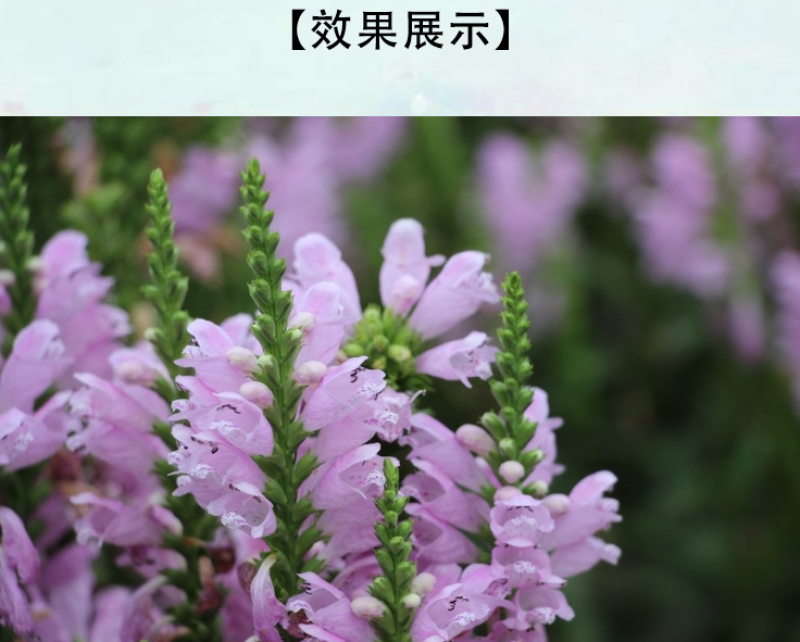 假龙头种子随意草种子景观绿化花卉种子宿根多年生花卉
