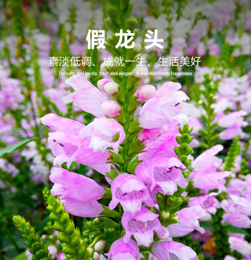 假龙头种子随意草种子景观绿化花卉种子宿根多年生花卉