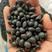 绿芯黑豆青仁黑豆高产种子五谷磨房原料大量供应
