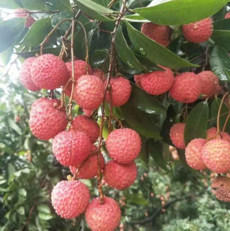 陆丰桂味荔枝上市中，预计三天6/27后大量供应！！！