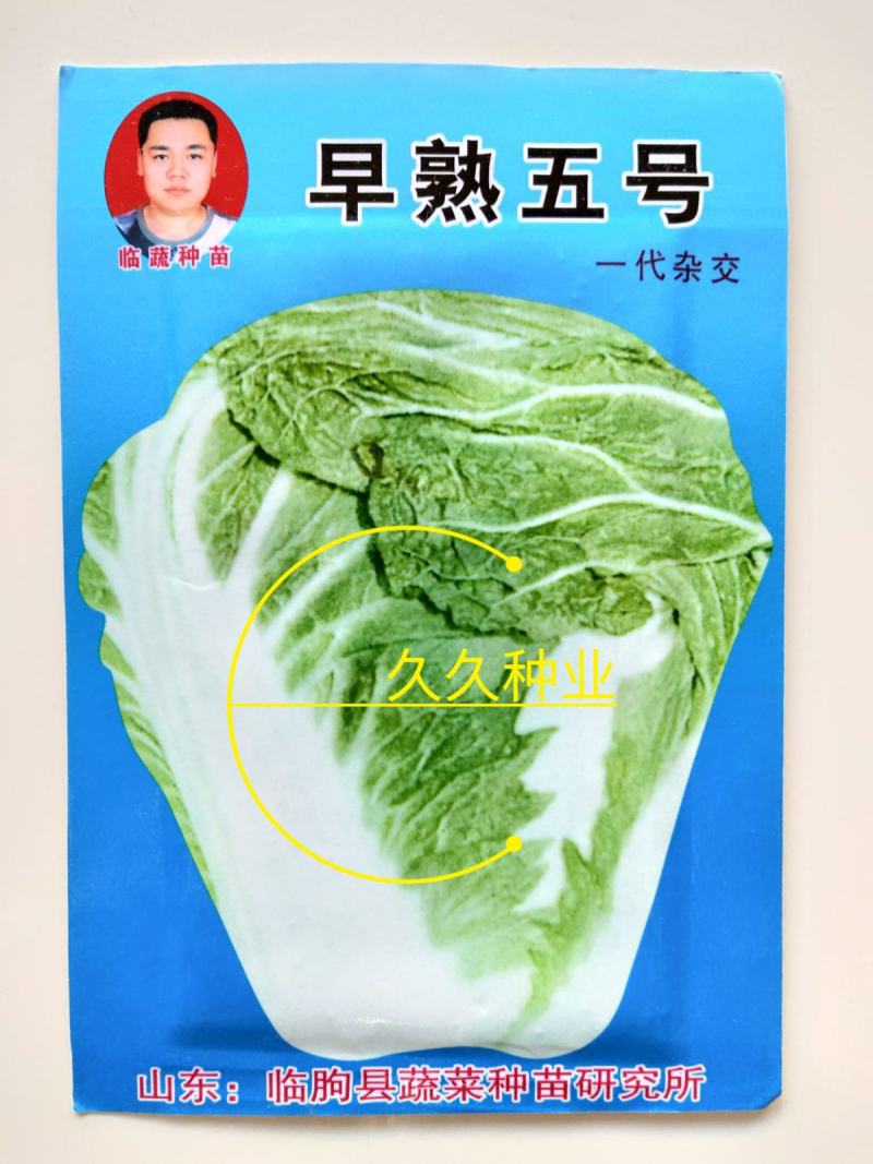 早熟五号白菜种子50天大全秋冬四季小白菜抗病高产耐高温
