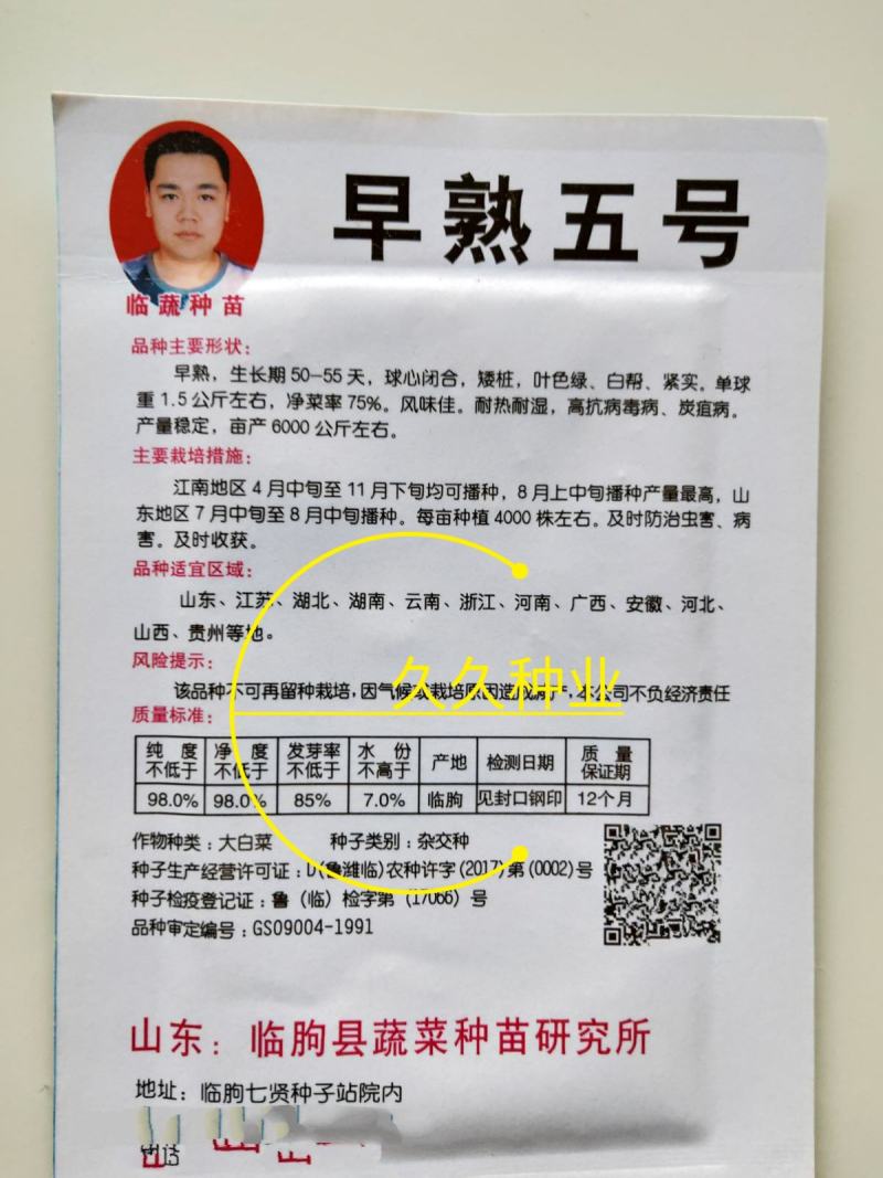 早熟五号白菜种子50天大全秋冬四季小白菜抗病高产耐高温