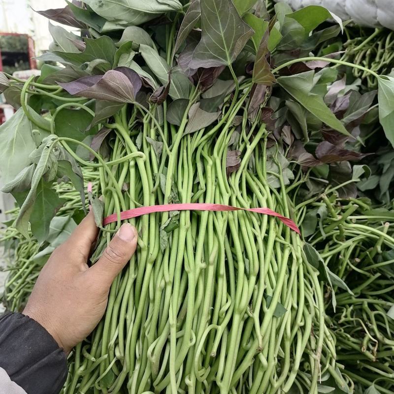 红薯苗河南开封红薯苗大量上市货源充足长期供货产地直销