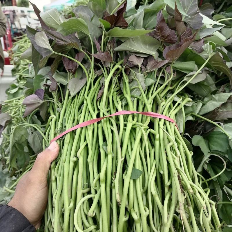 红薯苗河南开封红薯苗大量上市货源充足长期供货产地直销