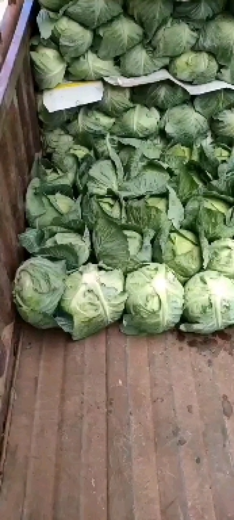 湖北省利川市高山反季节，精品特包奥其娜。