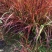 火焰狼尾草，精品火焰狼尾草，火焰狼尾草种植成都基地