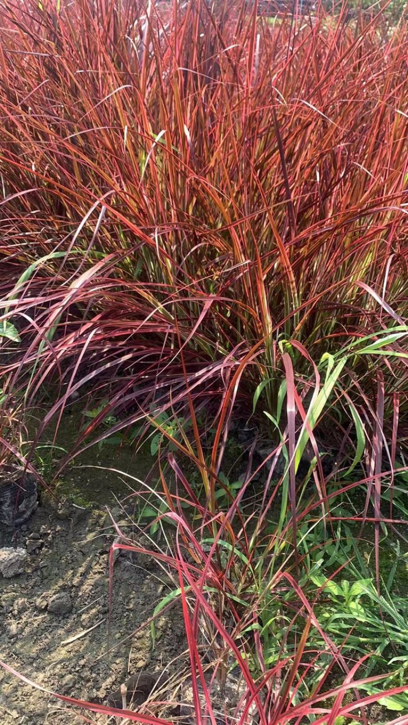 火焰狼尾草，精品火焰狼尾草，火焰狼尾草种植成都基地