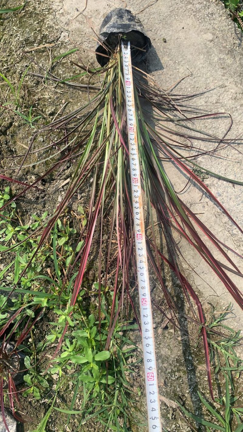火焰狼尾草，精品火焰狼尾草，火焰狼尾草种植成都基地