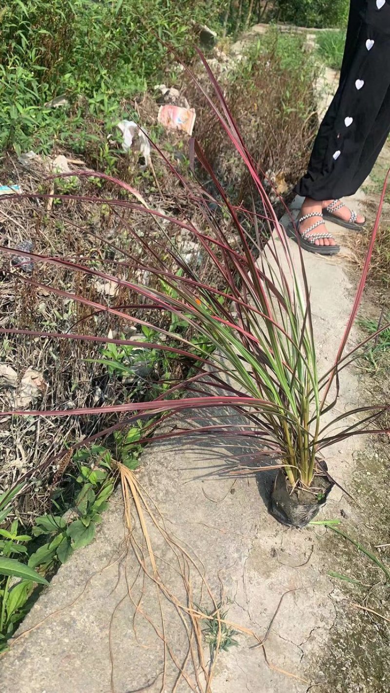 火焰狼尾草，精品火焰狼尾草，火焰狼尾草种植成都基地
