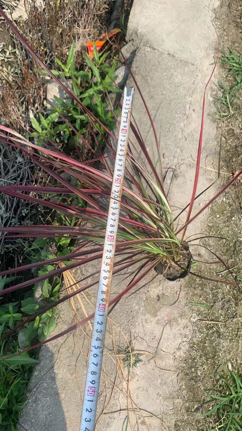 火焰狼尾草，精品火焰狼尾草，火焰狼尾草种植成都基地