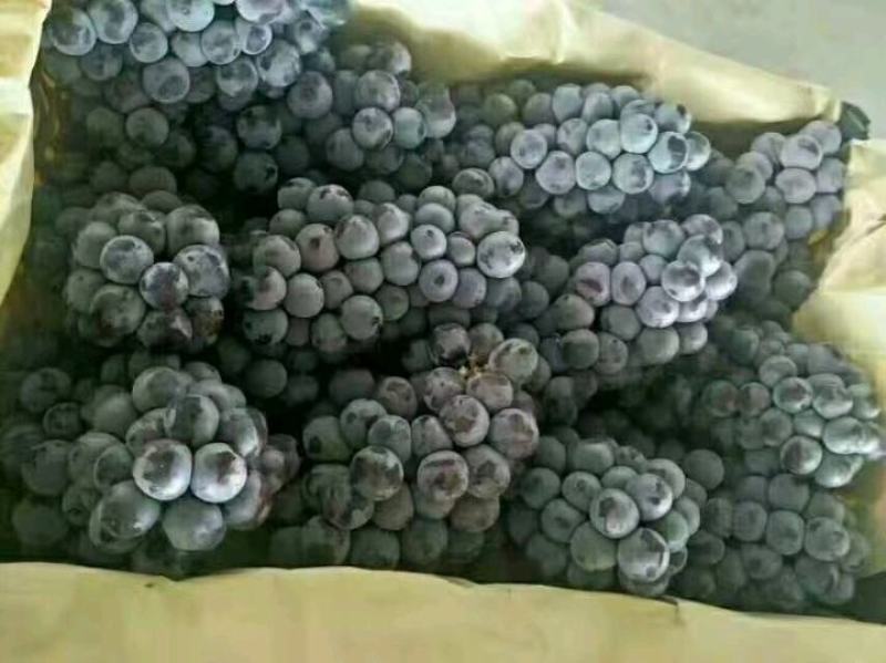 河北邯郸京亚葡萄大量供应，串行紧，颗粒大