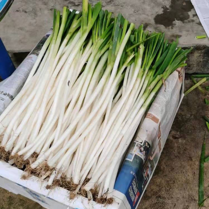 【精品】河北铁杆大葱货源充足基地直供味美硬直！