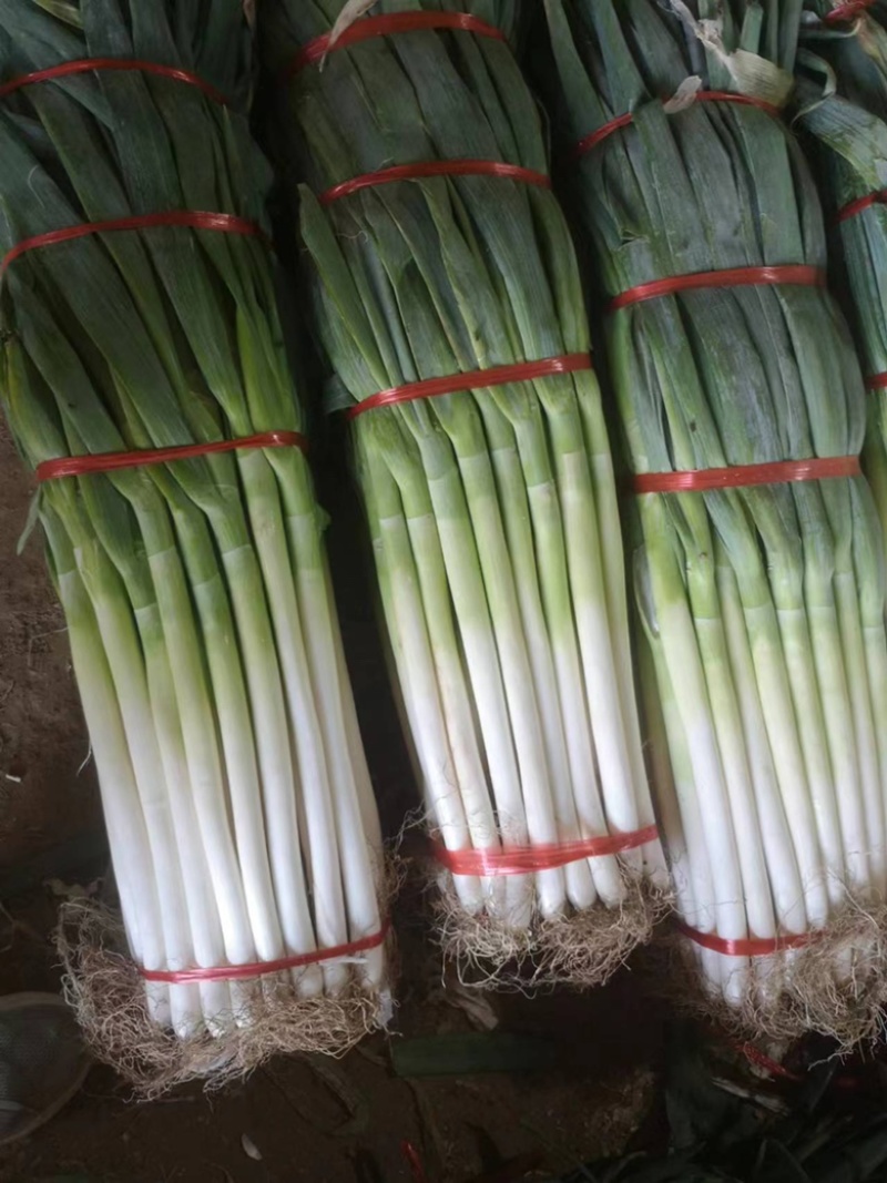 【精品】河北铁杆大葱货源充足基地直供味美硬直！
