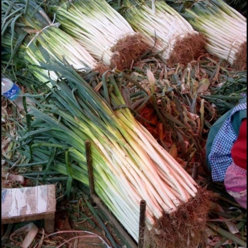 【精品】河北铁杆大葱货源充足基地直供味美硬直！
